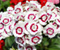 Dianthus Çiçek