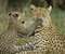 Leopard Dengan Anak-Nya