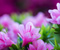 Azalea венчелистчета цвете