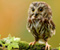 Cute Sweet Confused Owl
