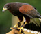 Falcon Kuş Raptor