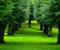 Gamta žaliųjų augalų Medžiai