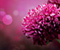 Bunga merah jambu bola