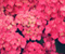 Világos rózsaszín virágok