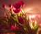 Bunga Merah Keren Tulips