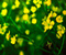 Жовті квіти
