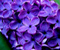 Wesome Purple Flower Landscape High Definition