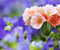 Piękny Kwiat Zdjęcia i Tapety