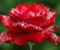 Красива Rose Flower