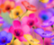 Happy Colourful Flowers