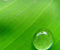 Zielony Natura Rośliny kroplami wody