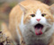 Crvena Mačka i jezik