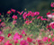 Vogla Pink Flowers