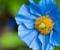 Mavi Çiçekler 01