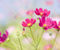 Natyra Dhe Pink Flowers