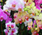 Orkideler Çiçek yaprakları Renklendiriciler