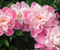 Рожевий і білий Симпатичні Кращі Квіти