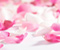 Рожеві квіти і пелюстки троянд