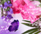 Purple Flowers And Pink Roses High Definition