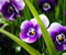 Фіолетовий Квіти 01