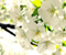 Beyaz Çiçekler 05