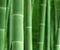 Zelené Bambusové rastliny