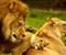משפחת מלוכה אריות