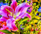 Spring warna Pink Lily Bunga
