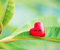 Zaļo un Red Heart