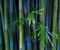 Bambus roślin