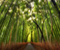 Bambus roślin 01