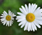 Chamomile Small Flower Plant