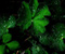Tamsiai žalias augalas