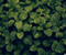 Dark Green Plant 01