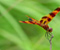 Dragonfly Trava Lišće bilja