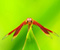 Dragonfly serangga Plant
