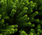 Žalia augalų 01