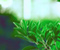 Green Nature Растения 01
