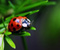 Ladybug hmyzu Plant