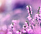 Lacvender گل