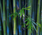 Lijep bambus biljka
