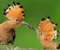 Orange Vtáky