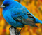 Синій птах 01