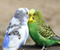 Budgie папагалчетата Любовна Birds Целуване