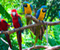 Parrots Colorful