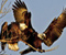 Eagle Paukščiai