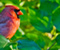 Northern Cardinal Birds keren