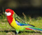 Zogjtë papagall Colorful