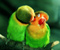 Parrot Bird Hug And Kiss