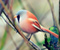 Червоний Angry Bird 01